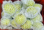 Fresh Guava Fresh Guava
