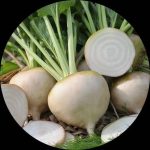 White beetroot White beetroot