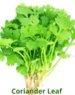 Fresh coriander leaves