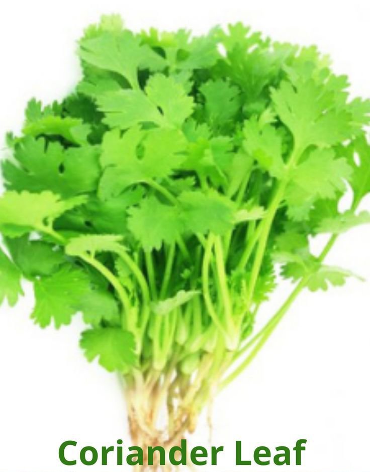 Fresh coriander leaves