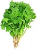 Fresh coriander leaves - Image 2