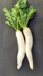 White Radish / Muli