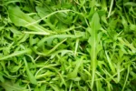 Rocket leaves