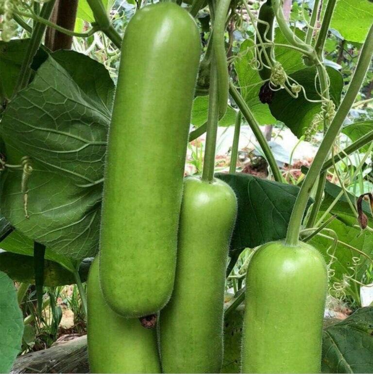 Bottle Gourd / Lauki
