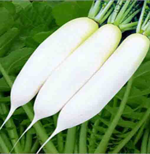 White Radish / Muli