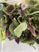 Fresh Koshila saga / Amaranth Greens/