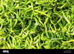 Green chilies / hari mirch / lanka