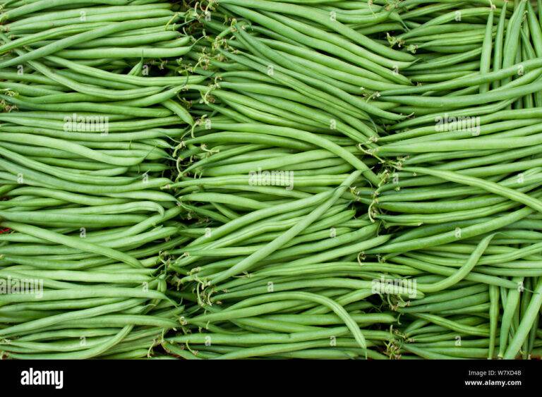 Organic French beans