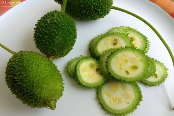 Mini Kankada/Kantola/Spine Guard/Kakrola/Kartoli/Kankoda