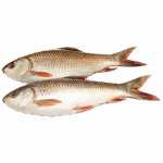 Fresh Desi rohi - Image 2